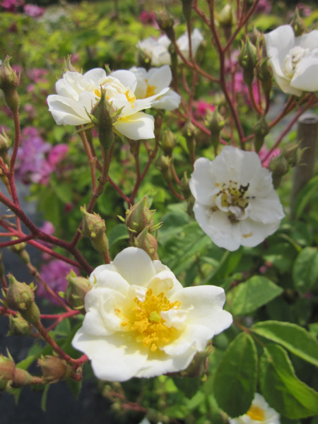 Rosa Seagull